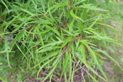 Fagus sylvatica 'Mercedes' - buk lesní - jarní listy